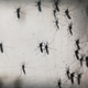 Aedes aegypti mosquitoes, which transmit the Zika virus and have been the subject of studies at the Fiocruz Institute in Brazil
Mario Tama/Getty Images